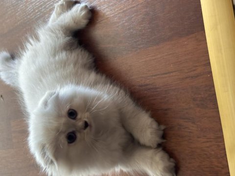 2 scottish fold longhair disi ve 1 erkek shorthair yavrular