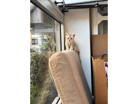 British shorthair yavru