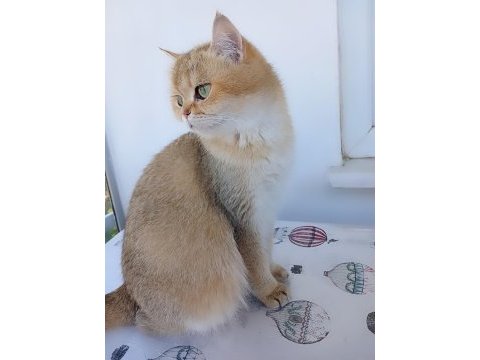 2 yaşında british kızım 1.5 aylık hamile