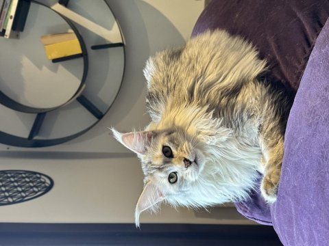 Safkan maine coon