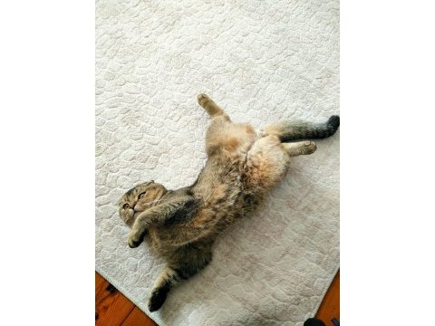 Çok uysal ve sakin scottish fold