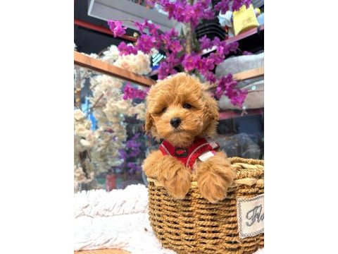 Üst vasıf maltipoo bebekler