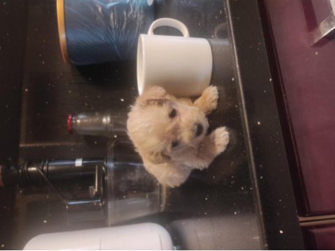 Minik maltipoo bebeklerimiz 