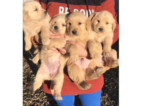 Safkan ayı surat golden retriever yavrularım