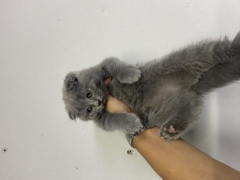 Scottish fold yavruları