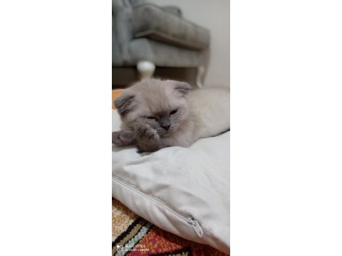Scottish fold blue point