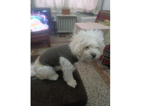 Maltipoo cinsi 5 yaşında dişi