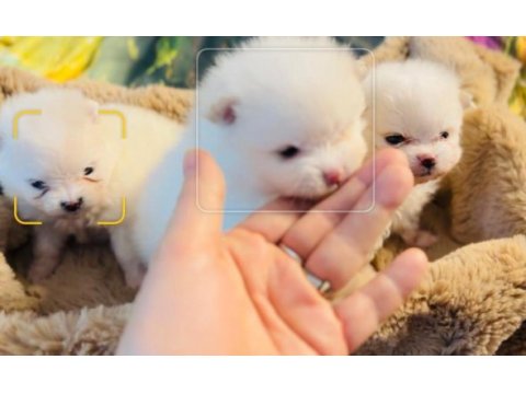 Pomeranian yavrular