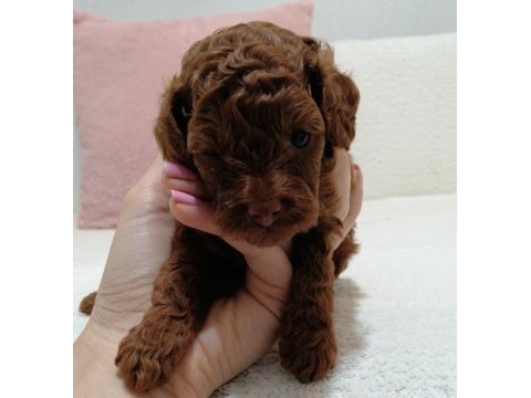 Toy poodle kore 2 aylık