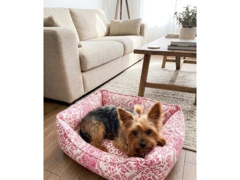 Oyuncu ve sevgi dolu dişi yorkshire terrier