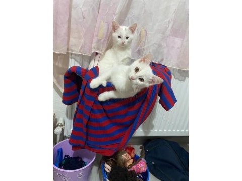 2 tane sahiplendirilecek kedilerimiz