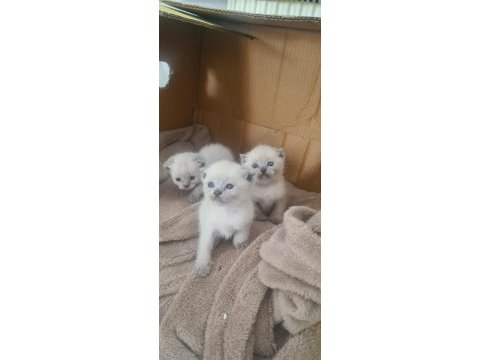 Nadir bulunan safkan scottish fold bluepoint bebeklerimiz