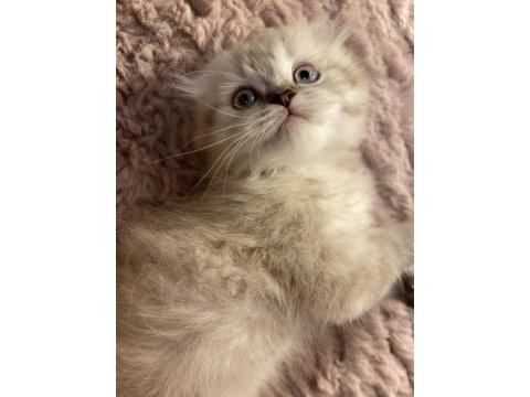 Scottish fold pamuğumuz yeni yuvasını arıyor!