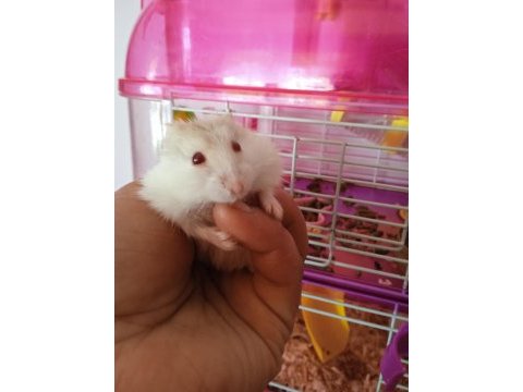 Anne baba çocuk hamster