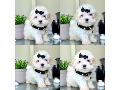 Profesyonel üretim çifliğinden maltipoo kapıda ödeme