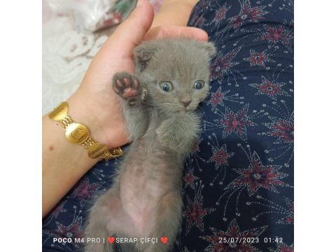 Minik kedilerime yuva arıyorum