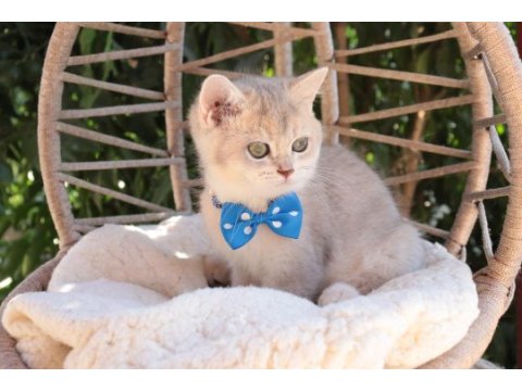 Blue golden british shorthair ayı kafa erkek yavru