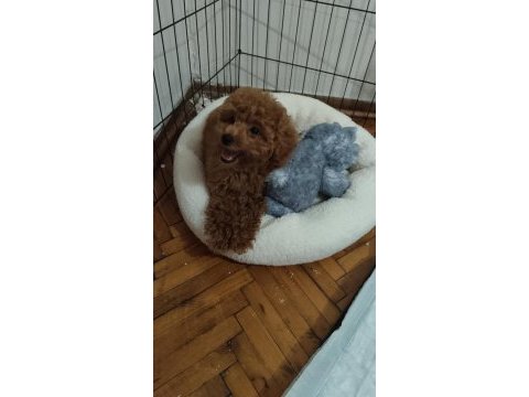 Toy poodle orjinal istanbul
