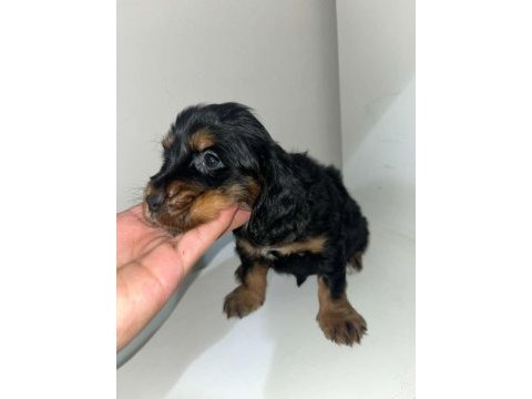 Yavru english cocker
