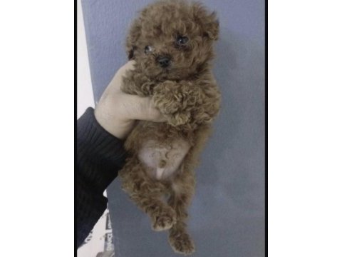 Red brown poodle köpeğimiz