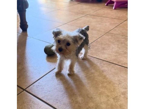Ped eğitimi tam yorkshire terrier