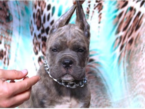 Fcı-kıf secereli safkan cane corso yavrularımız
