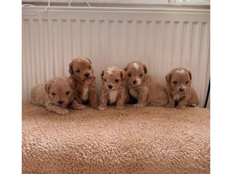Teacup boy ev doğumlu maltipoo bebekler