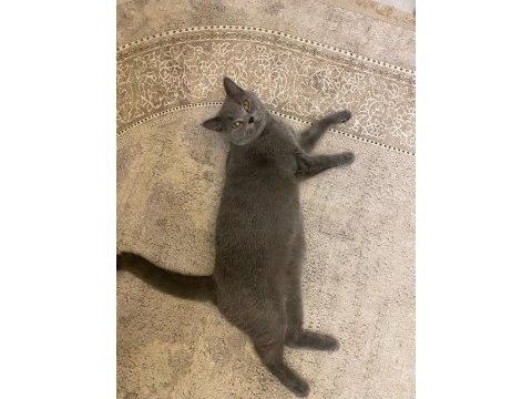 Sağlıklı british shorthair kediler