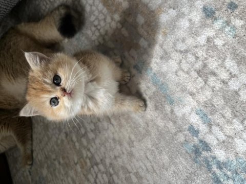 Golden safkan british shorthair
