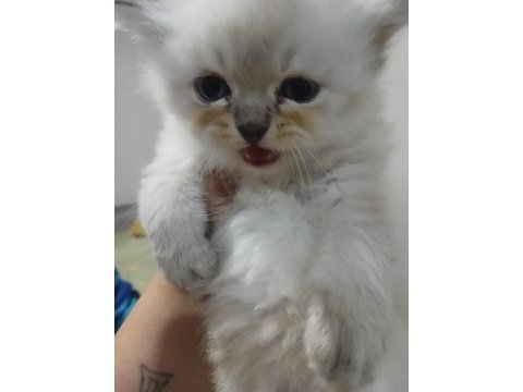 British longhair kedisi 2 aylık