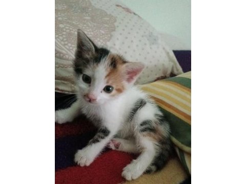 48 günlük dişi kedi