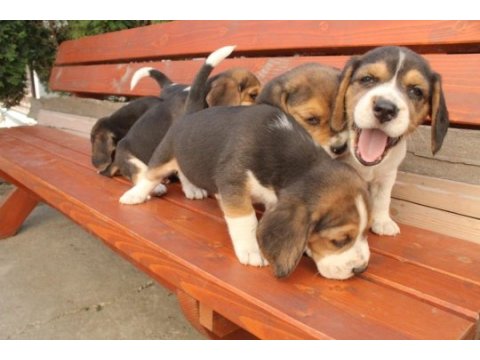 Muhteşem beagle yavrularımız