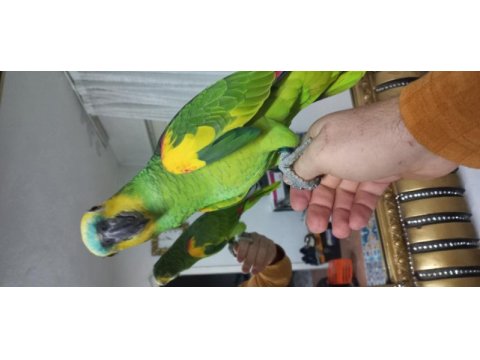 Ele omuza gelen amazon papağanı