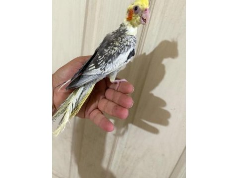 52 günlük renk güzeli pied bebek sultan papağanı