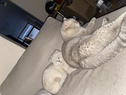 Safkan yavru kediler mavi göz