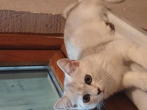 Kendi kedimin british shorthair yavrusudur