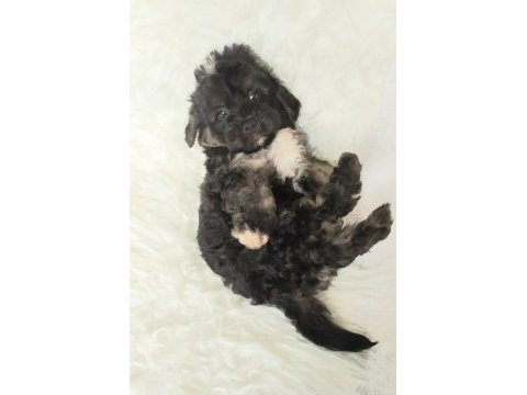 Black maltipoo