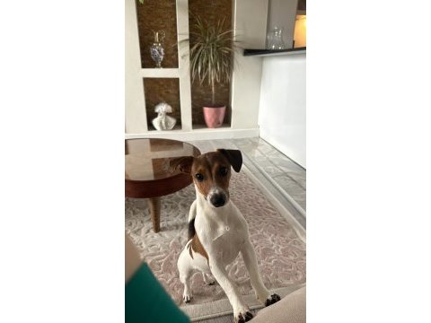 Jack russell iş dolayısıyla sahiplendirmek istiyorum