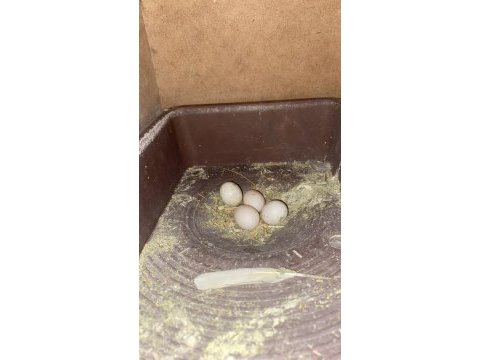 Takım sultan papağanımız