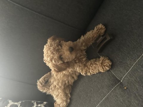 Toy poodle köpeği