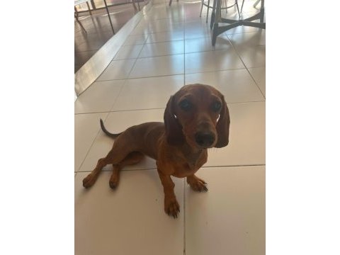 Dachshund sosis köpeğimiz balım