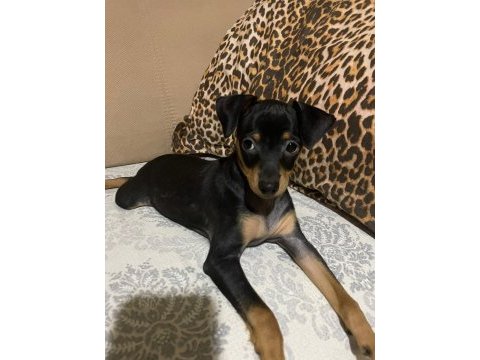 Yeni yuvalarını arıyorlar pinscher
