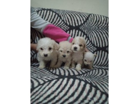 Anne poodle baba terrier yavruları