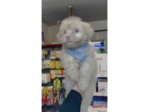 Albino maltese yeni ailesini arıyor