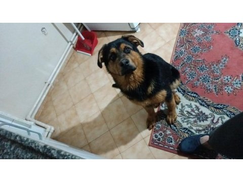Rottweiler erkek yavru