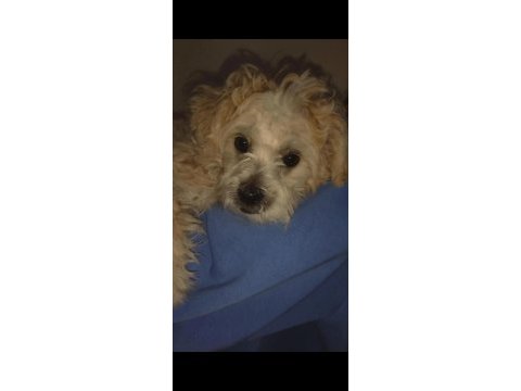 Erkek maltese terrier