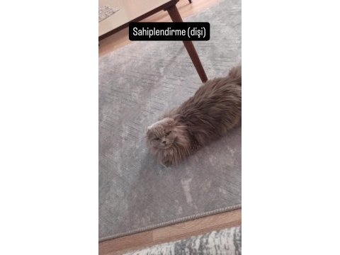 Ücretsiz dişi scottish fold kedimiz
