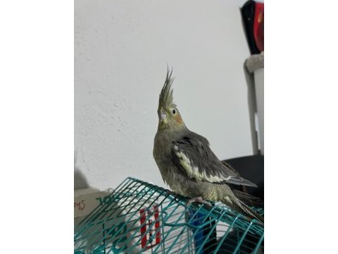9 aylik sultan papağanı 2 adet