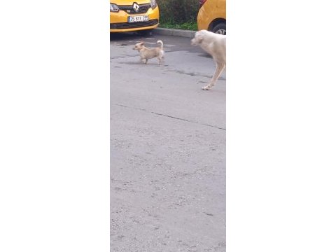 Kayıp köpek ilanı