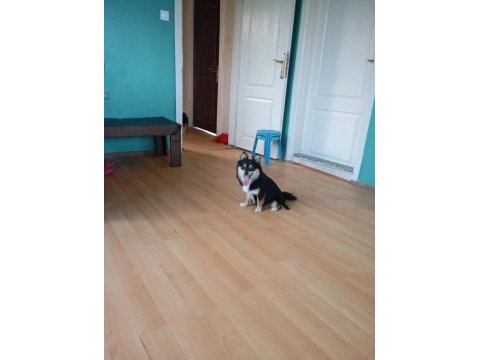 1 yaşında pomeranian yavru köpekler